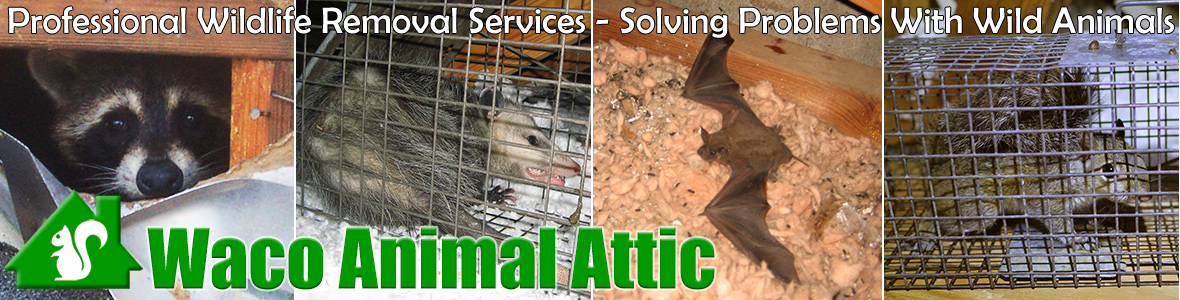 Waco Animal Attic